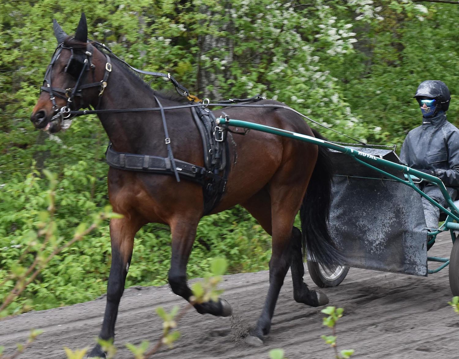 Ilsken 250509-1